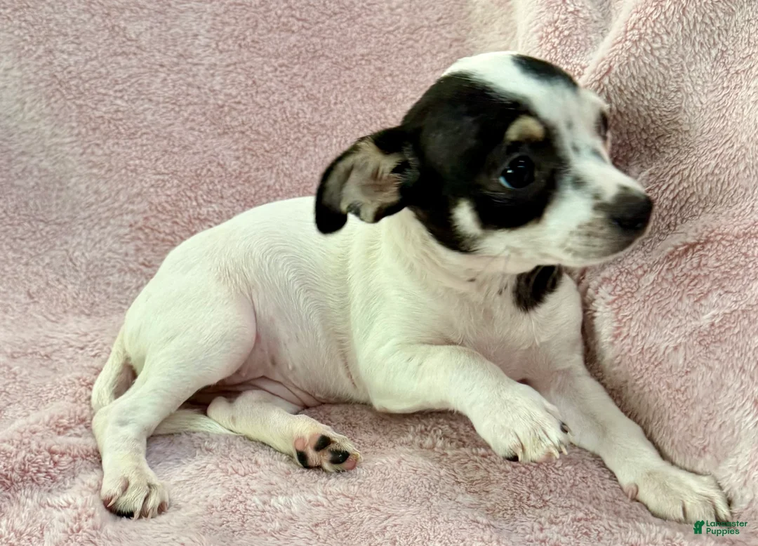 Chihuahua dogs for sale: Flower - Ad 4