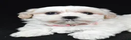 Maltipoo dogs for sale: Trisa - Ad 5