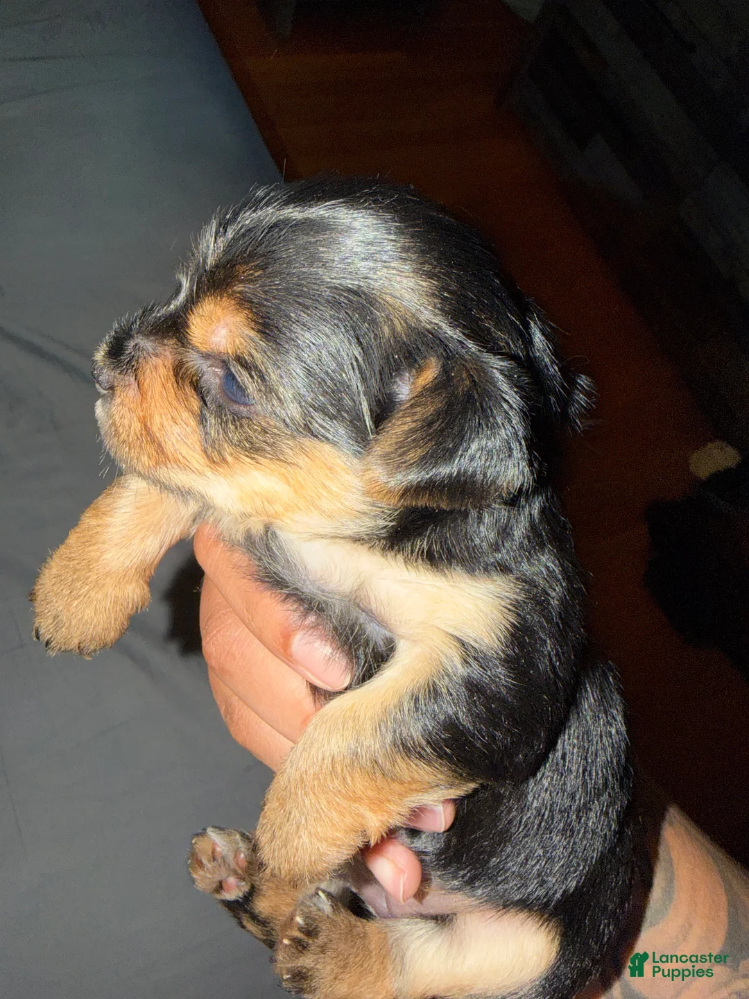 Yorkshire Terrier dogs for sale: Yorkshire Terrier Puppy 3 - Ad 2