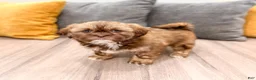 Shih Tzu dogs for sale: Harvey - Ad 8