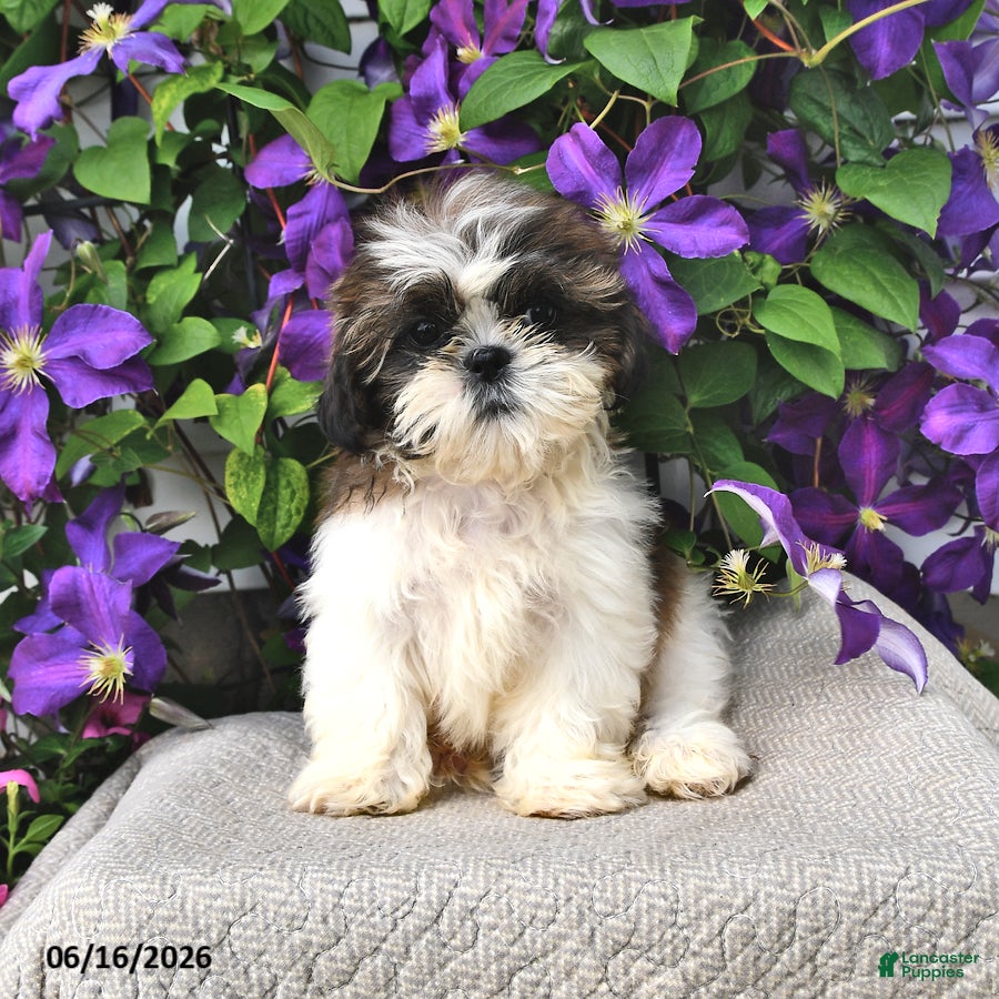 Shih Tzu dogs Stormy - Ad 1