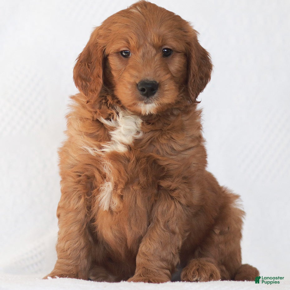 Mini Goldendoodle dogs Rex - Ad 12