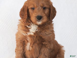 Mini Goldendoodle dogs Rex - Ad 12