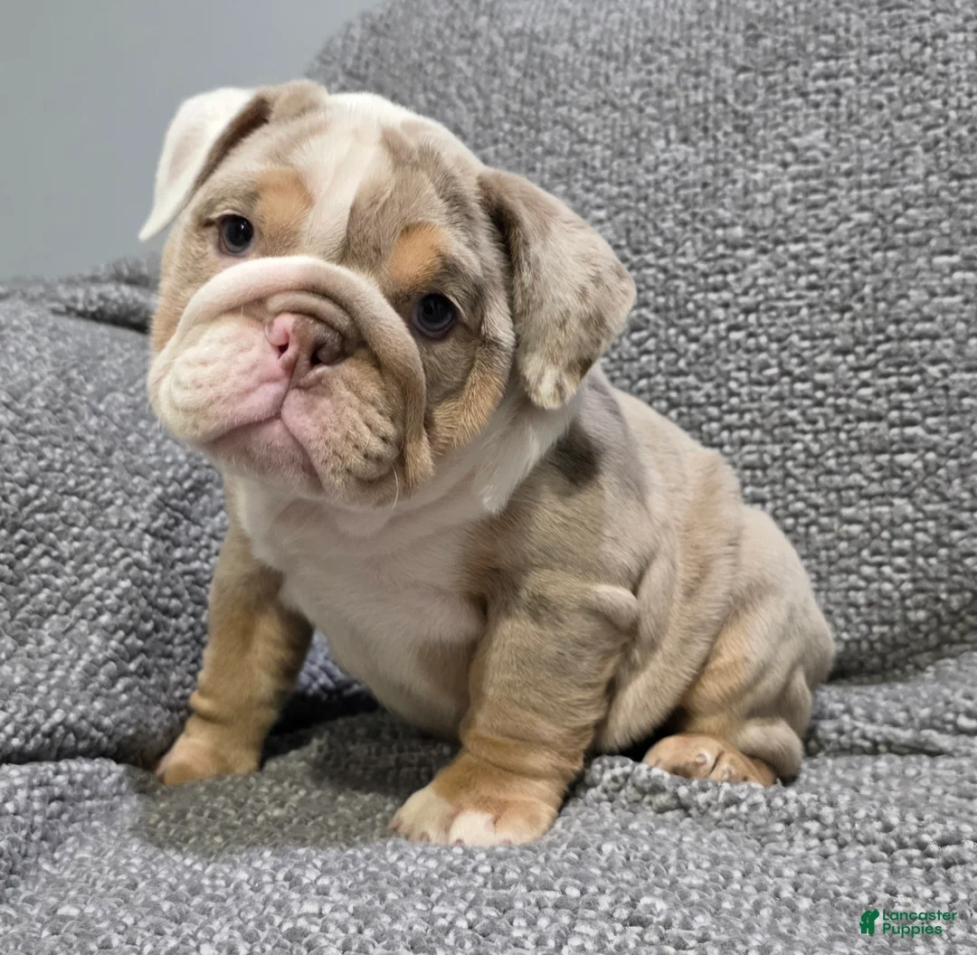 English Bulldog dogs for sale: Brewster - Ad 1