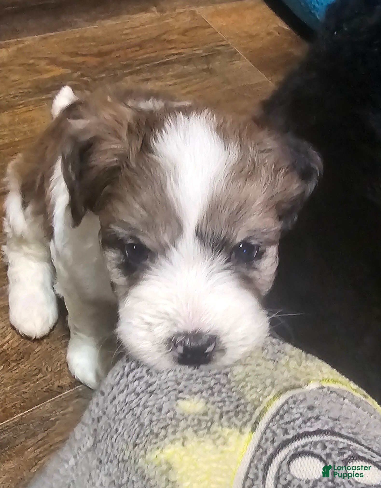 Mixed Breed dogs El girl - Ad 22