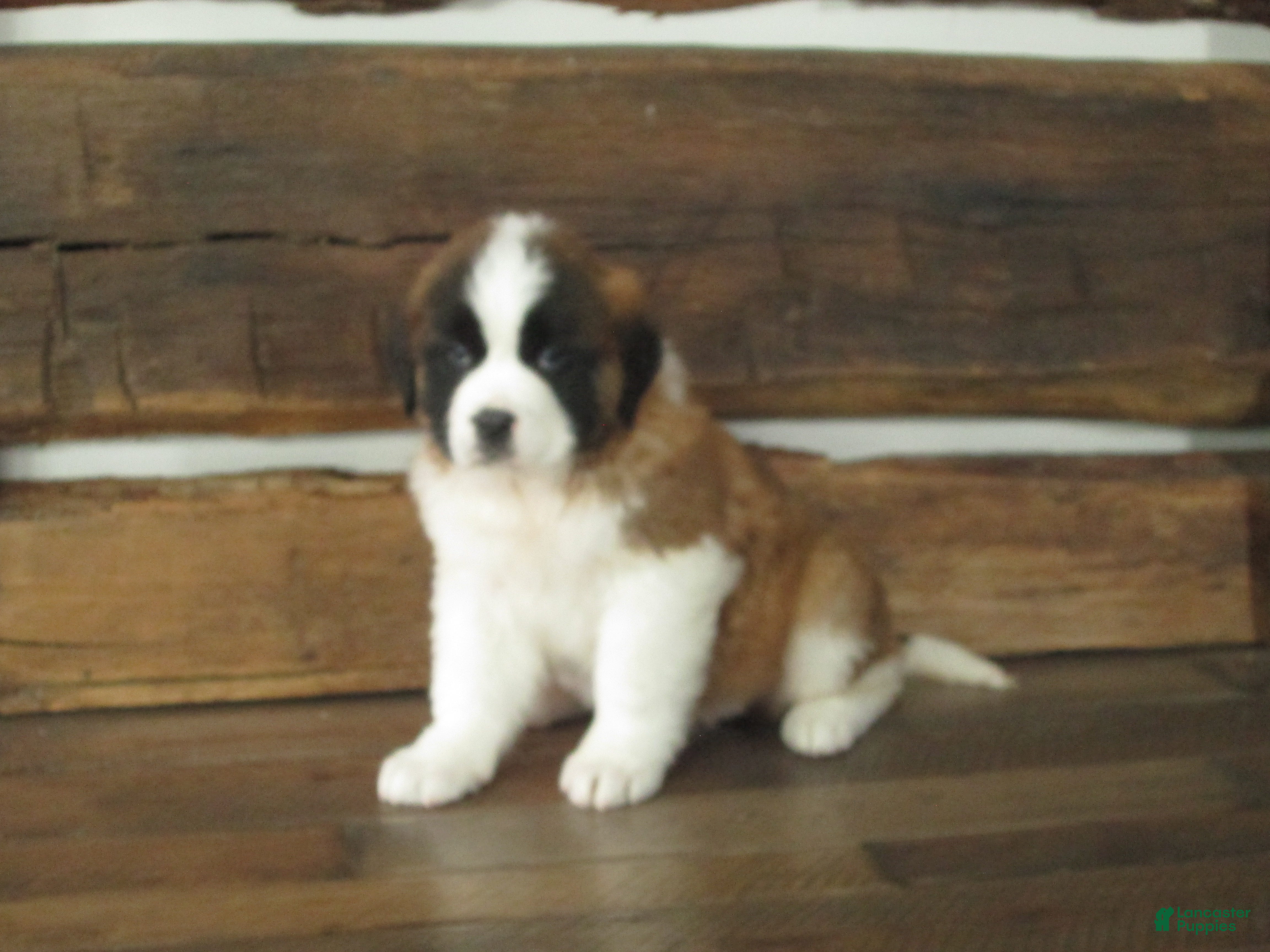 Saint Bernard dogs MISSY - Ad 16