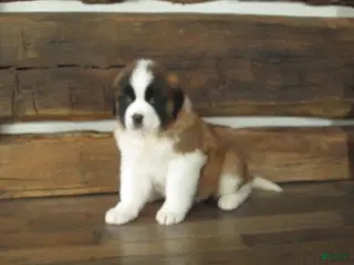 Saint Bernard dogs MISSY - Ad 16