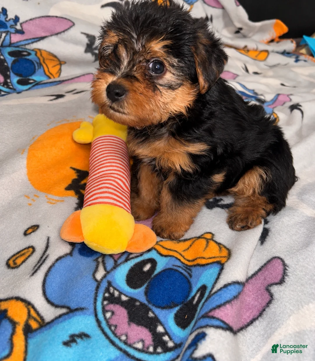 Yorkiepoo dogs for sale: Porky  - Ad 2