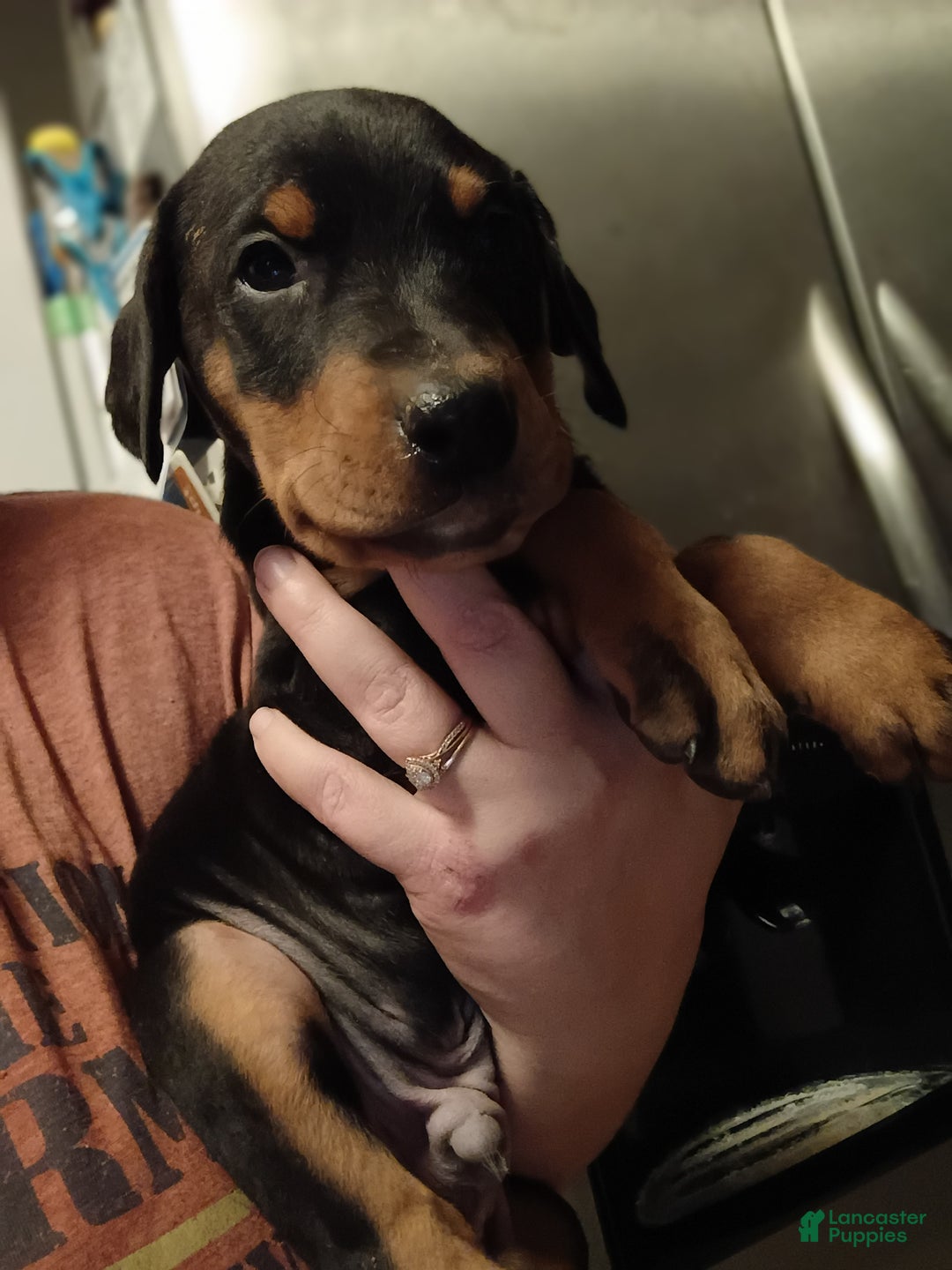 Doberman Pinscher dogs for sale: Gru - Ad 4