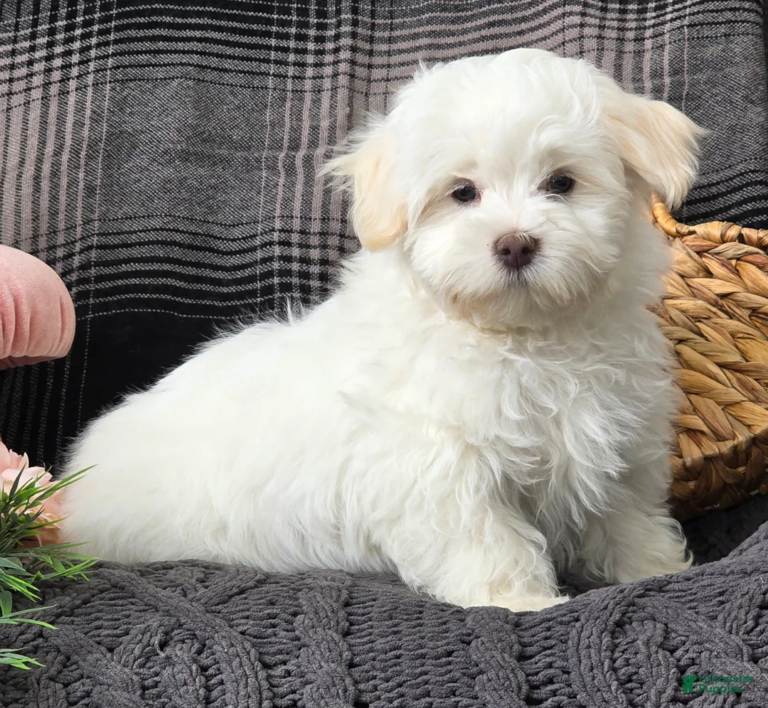 Maltese dogs for sale: Cloud - Ad 2
