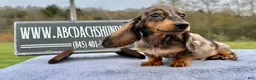 Miniature Dachshund dogs for sale: AKC Russian- Pra clear sale - Ad 9