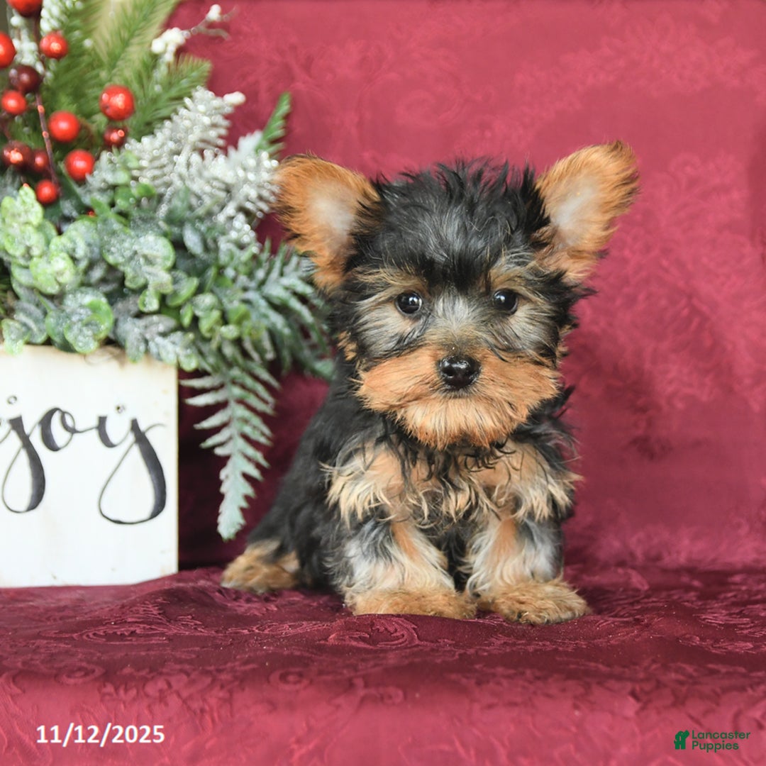 Yorkshire Terrier dogs for sale: Max - Ad 1