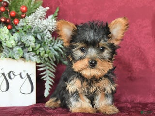 Yorkshire Terrier dogs Max - Ad 12