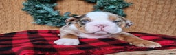 English Bulldog dogs for sale: Frisco - Ad 21