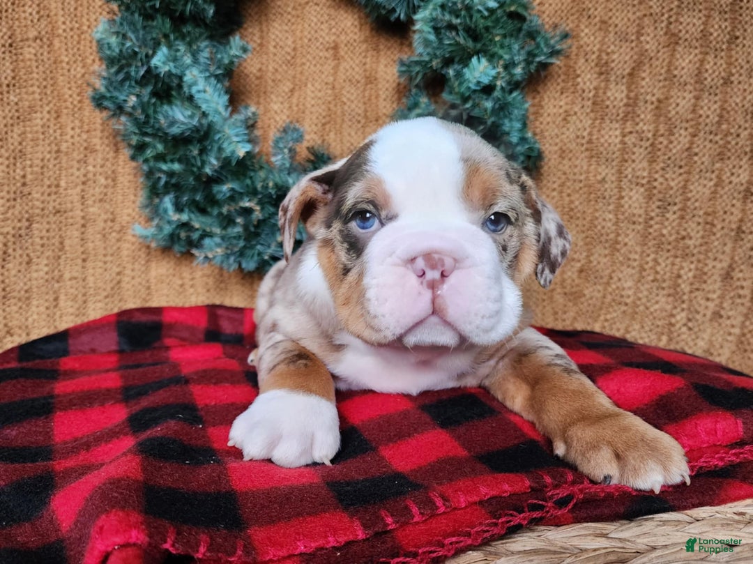 English Bulldog dogs for sale: Frisco - Ad 21