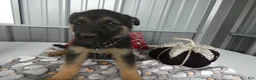 German Shepherd dogs for sale: German Shepherd 4 Sabrina - Ad 3