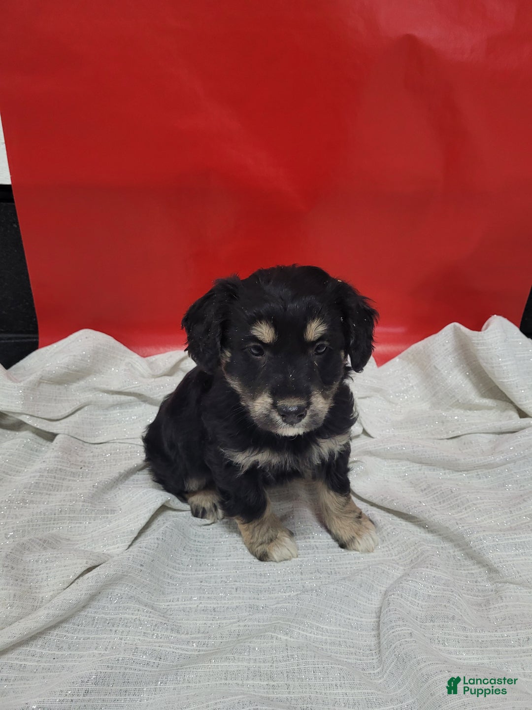 Mixed Breed dogs for sale: Mixed Breed Puppy 3rose - Ad 1