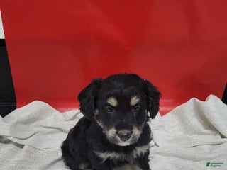 Mixed Breed dogs Mixed Breed Puppy 3rose - Ad 32