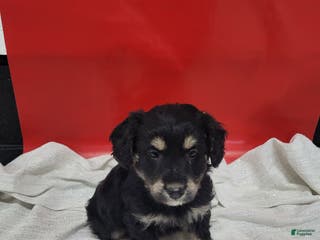 Mixed Breed dogs Mixed Breed Puppy 3rose - Ad 17