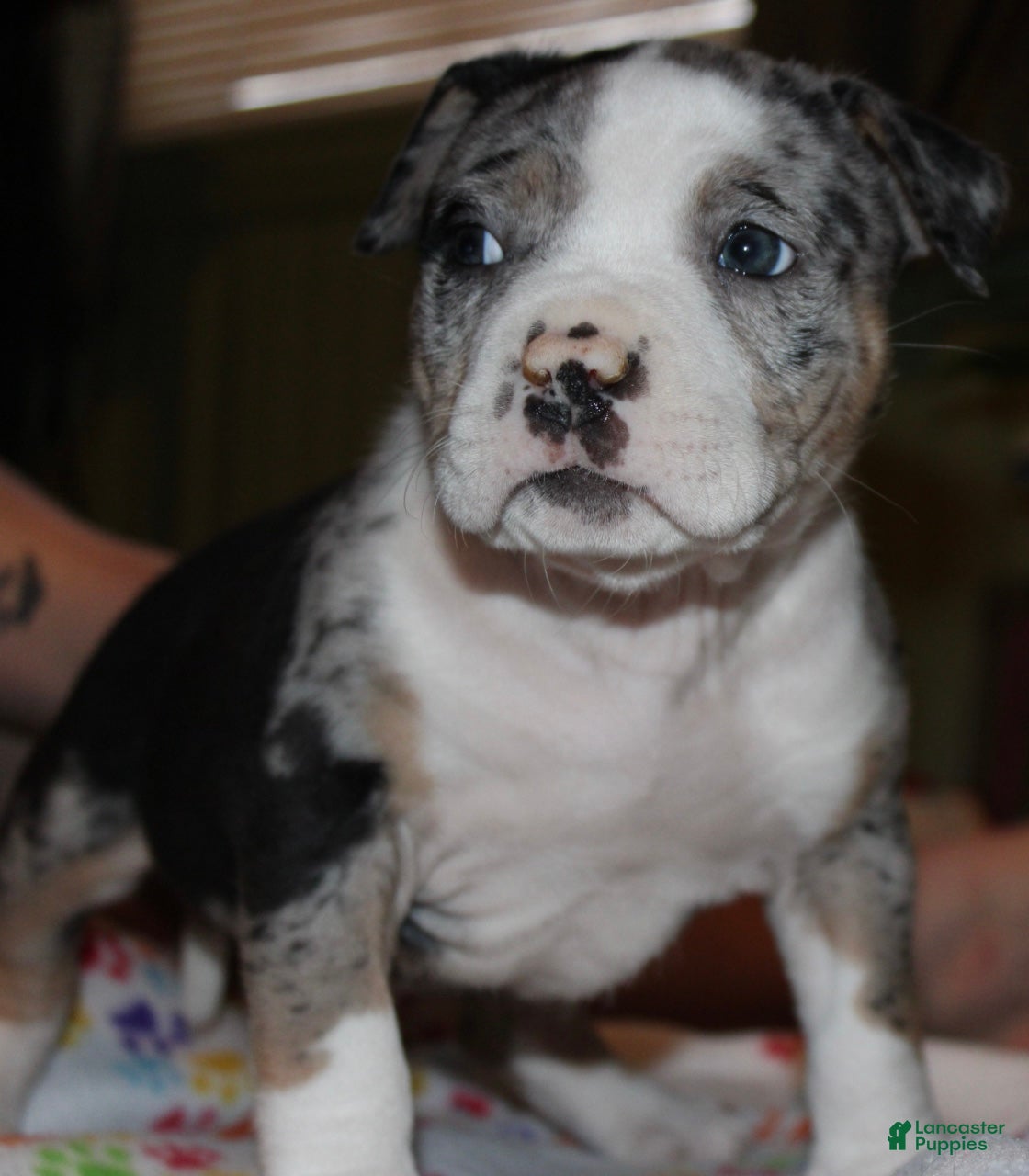 American Bully dogs Daisy Doo - Ad 2