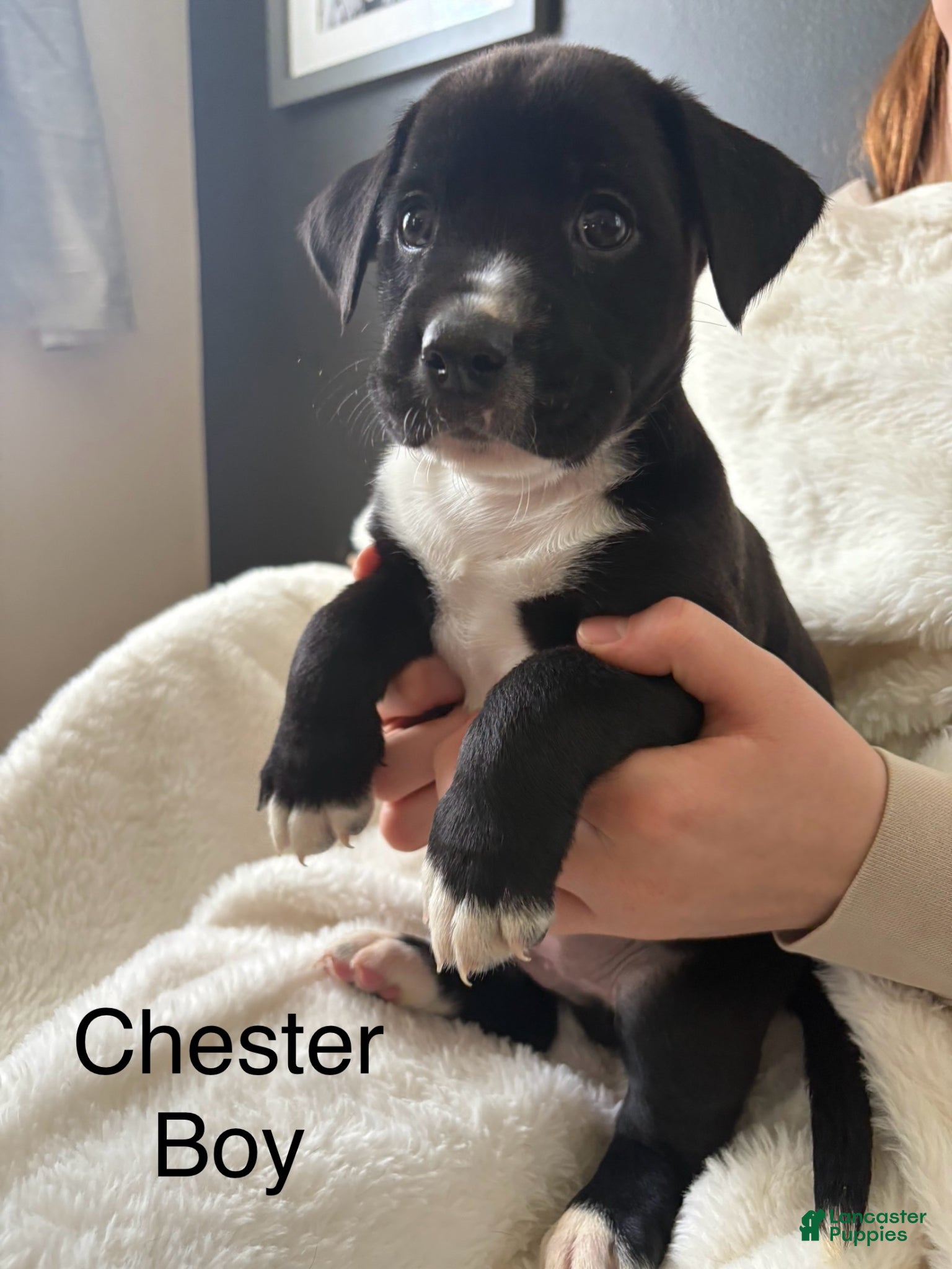 Mixed Breed dogs Mixed Breed Puppy 2 - Ad 2