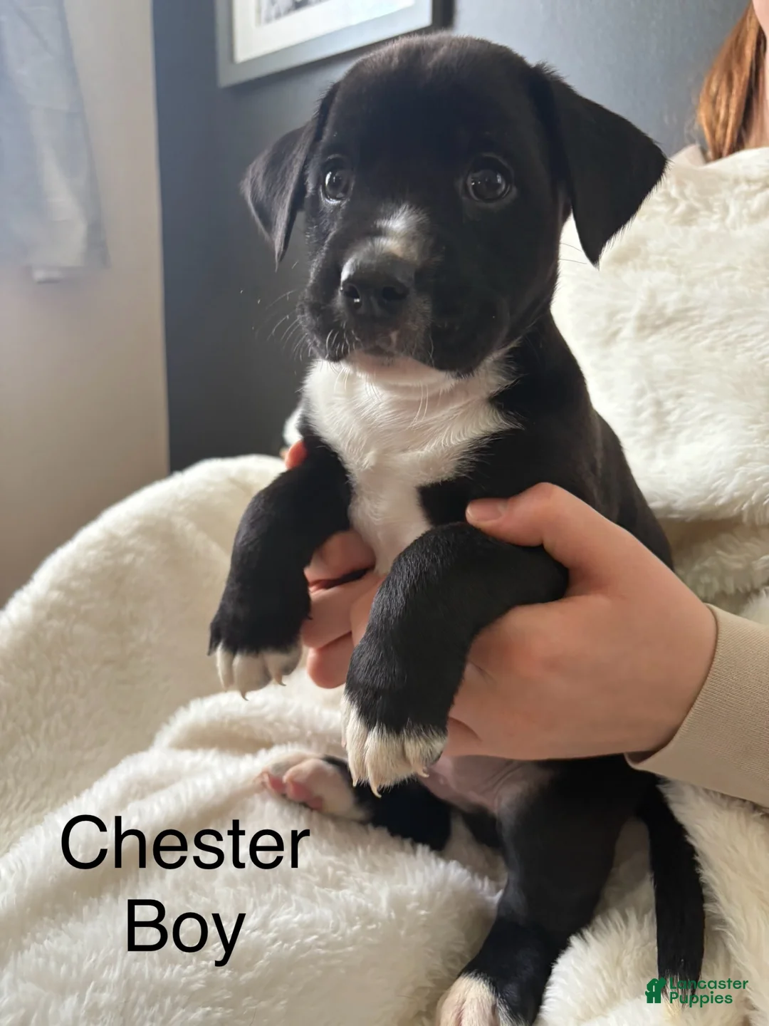 Mixed Breed dogs for sale: Mixed Breed Puppy 2 - Ad 2