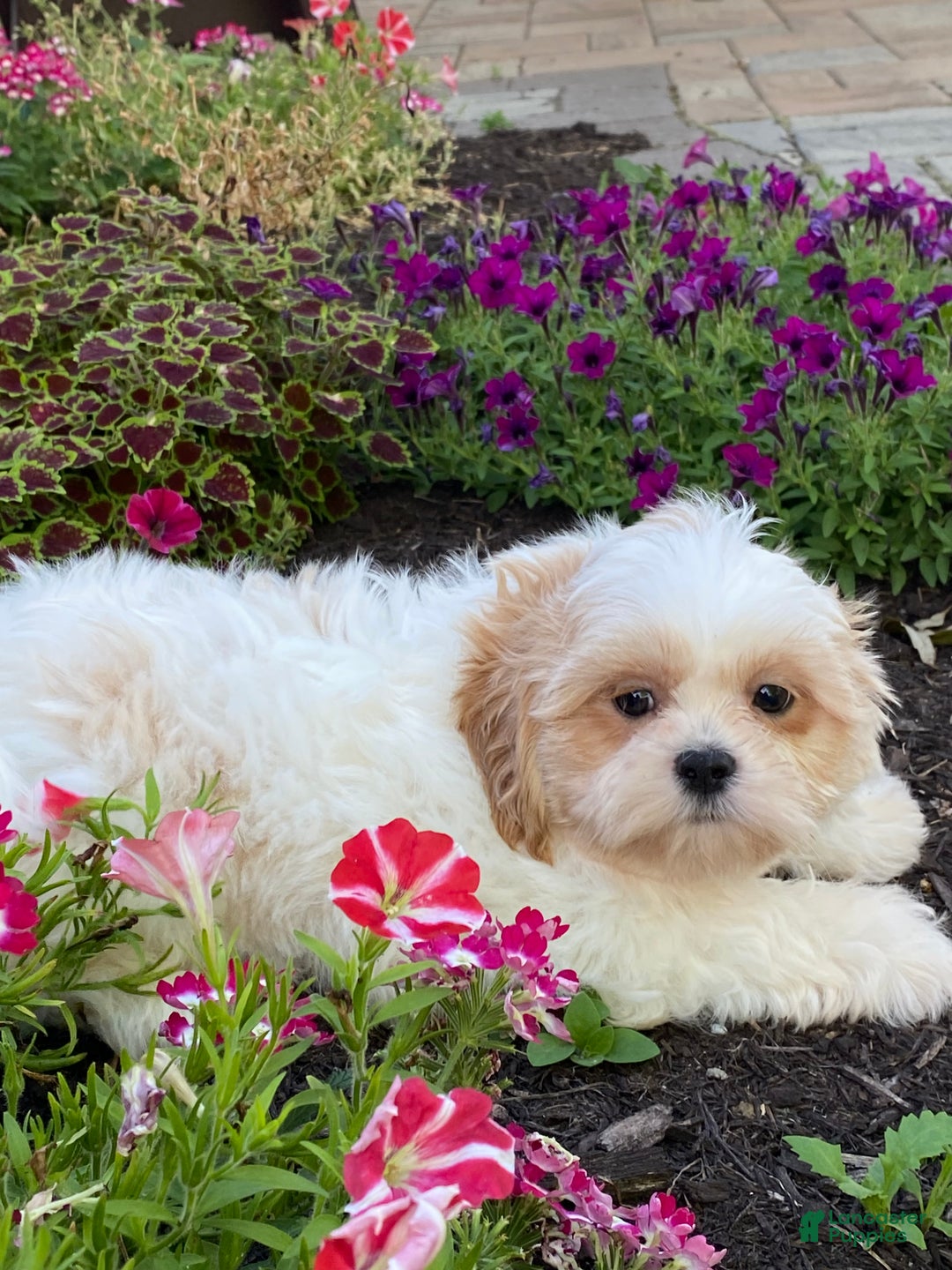 Shih Tzu dogs for sale: Skittles  - Ad 7