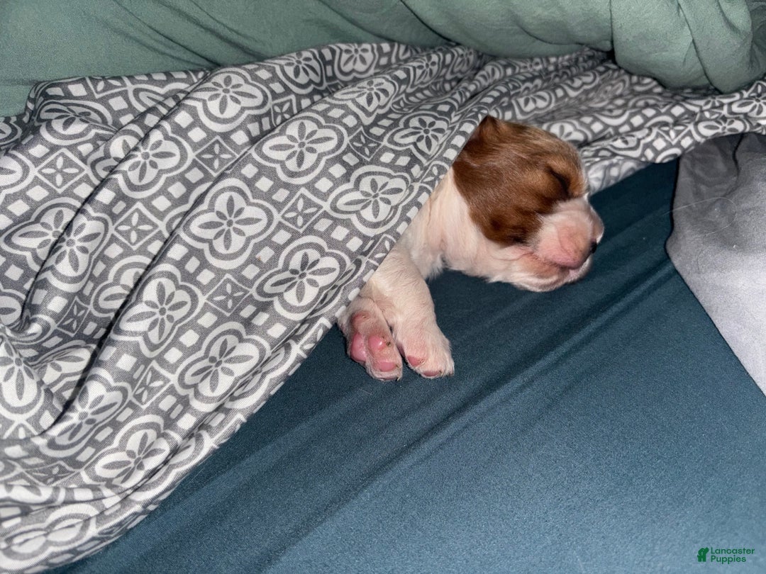 Cavalier King Charles Spaniel dogs for sale: Jeffrey  - Ad 2