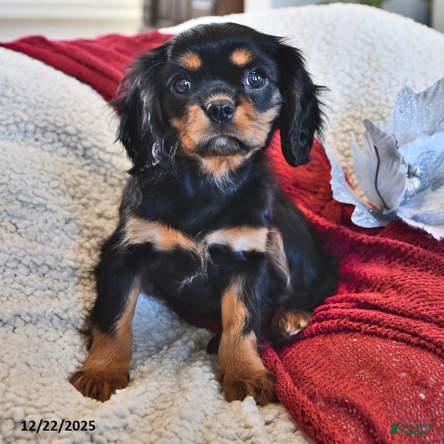 Cavalier King Charles Spaniel dogs Addy- (chocolate carrier) - Ad 15