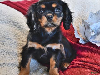 Cavalier King Charles Spaniel dogs Addy- (chocolate carrier) - Ad 21