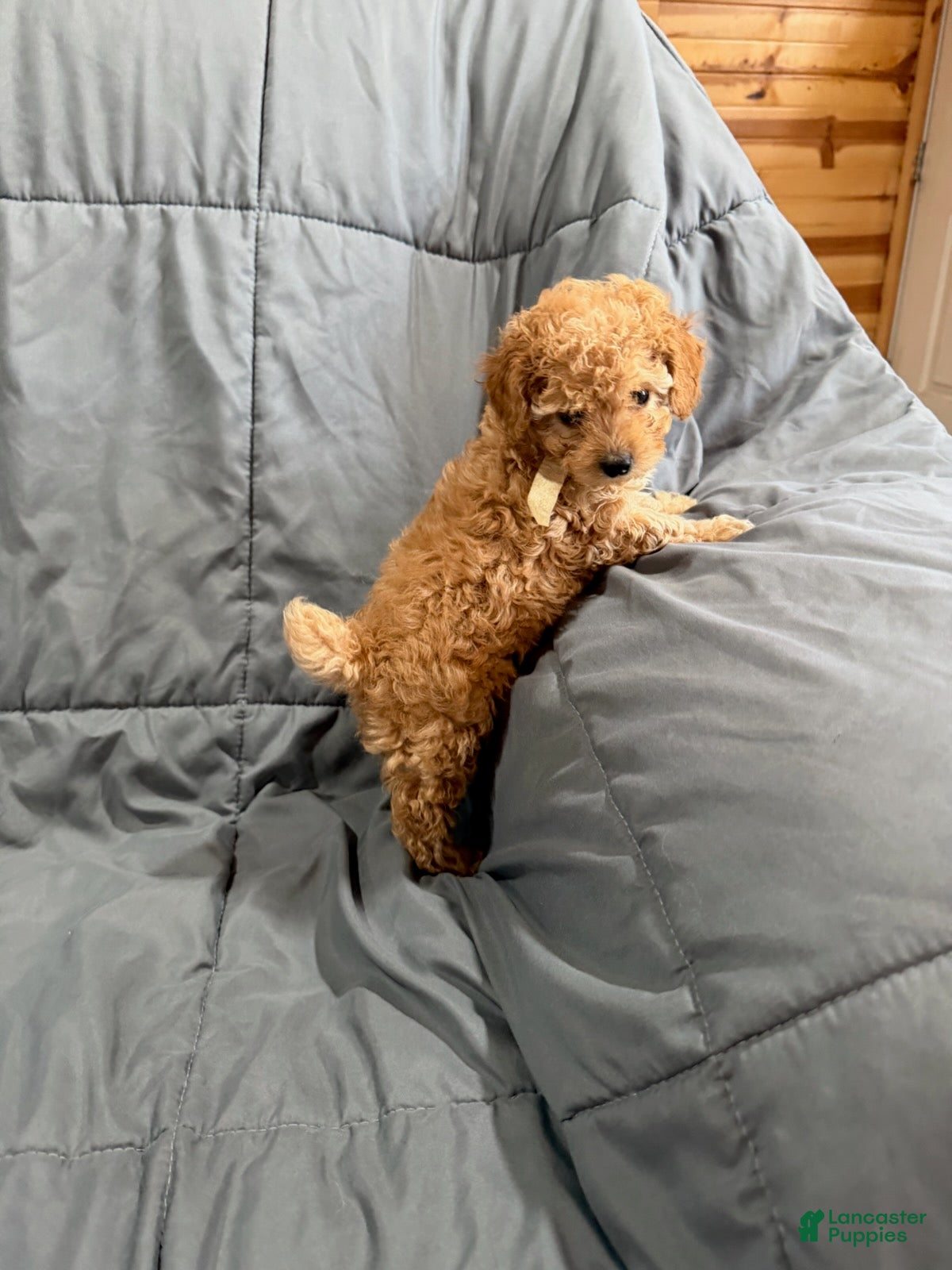 Toy Poodle dogs for sale: Rider - Ad 2