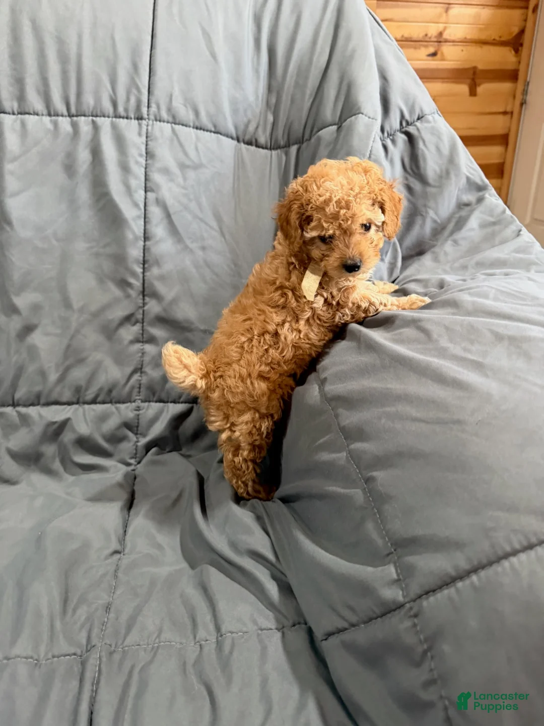 Toy Poodle dogs for sale: Rider - Ad 2