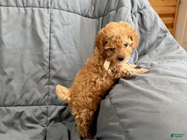 Toy Poodle dogs for sale: Rider - Ad 2