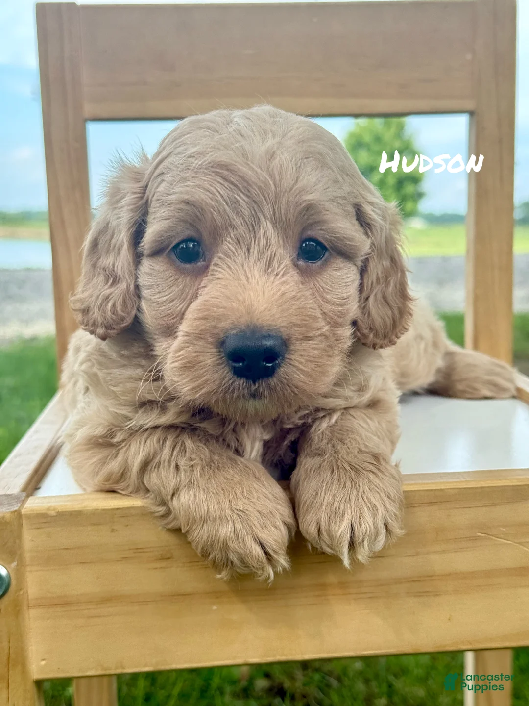 Mini Goldendoodle dogs for sale: Hudson - Mini Goldendoodle - Ad 1