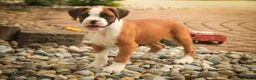 Boxer dogs for sale: Burke - Ad 1