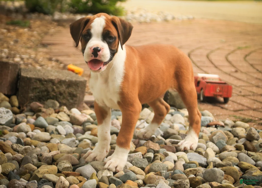 Boxer dogs for sale: Burke - Ad 1
