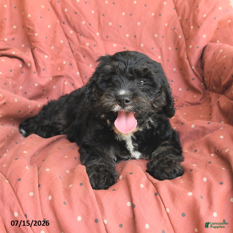Mini Bernedoodle dogs Abby - Ad 1