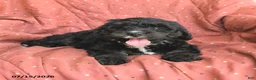 Mini Bernedoodle dogs for sale: Abby - Ad 1