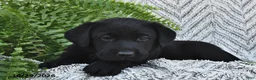 Labrador Retriever dogs for sale: Twinkles  - Ad 1
