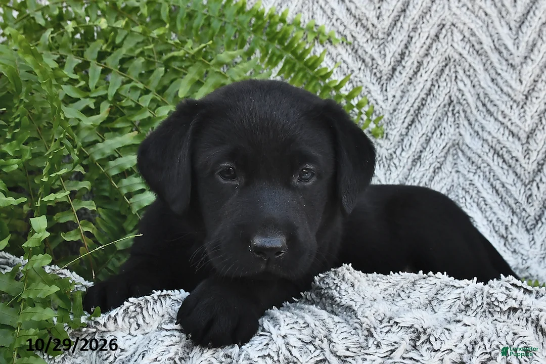 Labrador Retriever dogs for sale: Twinkles  - Ad 1