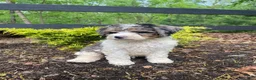 Bernedoodle dogs for sale: Rosco - Ad 12