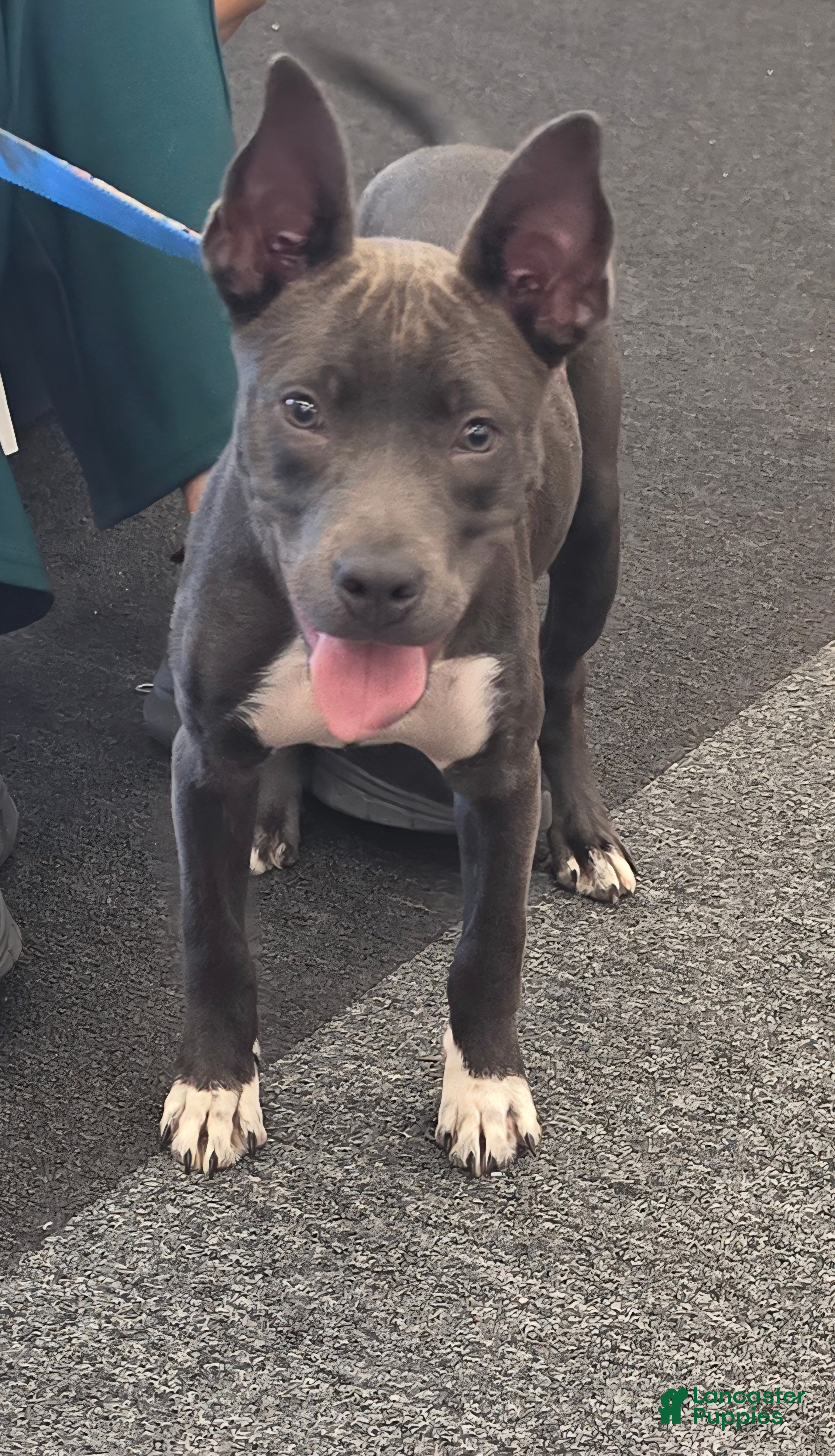 American Pit Bull Terrier dogs American Pit Bull Terrier 2 - Ad 2