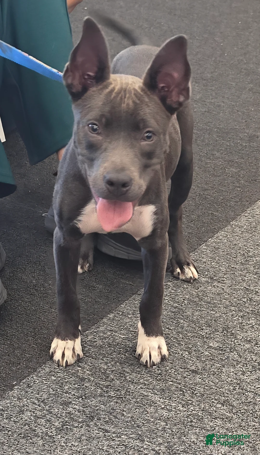 American Pit Bull Terrier dogs for sale: American Pit Bull Terrier 2 - Ad 2