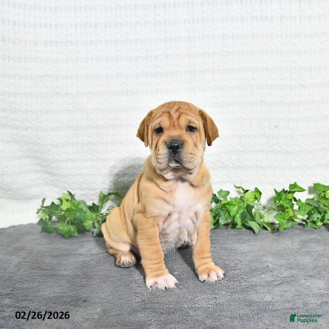 Mini Hippo dogs for sale: Annie - Ad 1