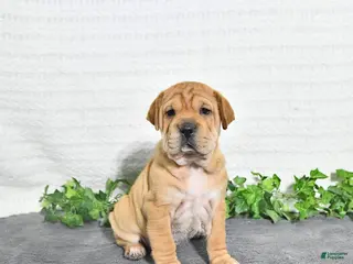 Mini Hippo dogs for sale: Annie - Ad 4