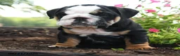 English Bulldog dogs for sale: Nicky - Ad 5