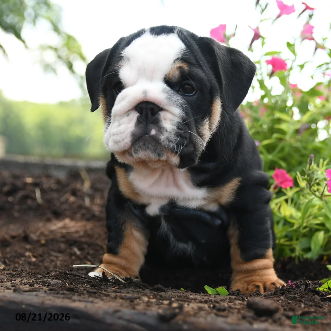 English Bulldog dogs for sale: Nicky - Ad 5