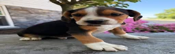 Beabull dogs for sale: Toby - Ad 3