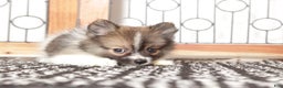 Pomeranian dogs for sale: Yuki - Ad 4