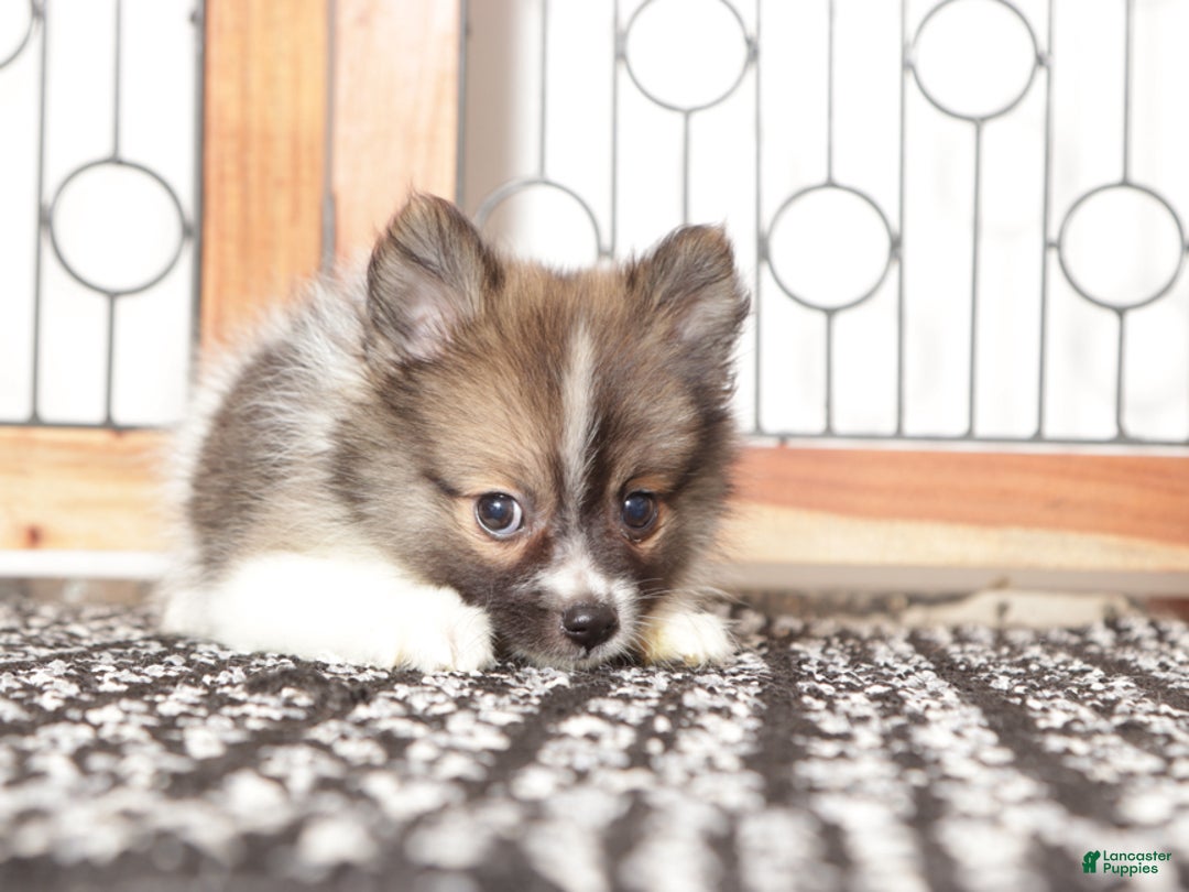 Pomeranian dogs for sale: Yuki - Ad 4